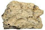 Fossil Tyrannosaur (T rex) Bone Section - Wyoming #314015-1